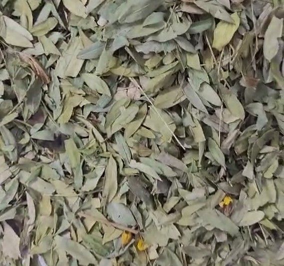 Premium dried Senna leaves close-up — natural medicinal herb from India