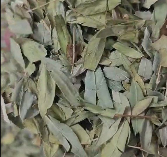 Export-grade dried Senna Leaves (Senna alexandrina) in bulk by HennaHub India